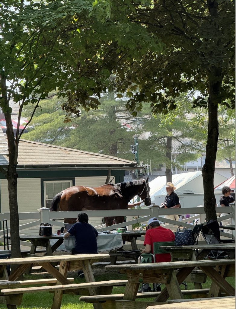Horses at the track for racing